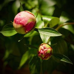 Close-up of pink rose bud