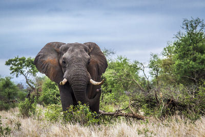 View of elephant in sunlight