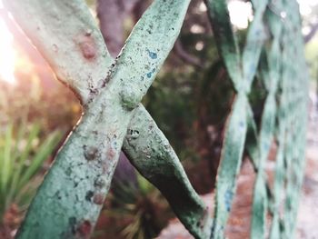 Close-up of plant