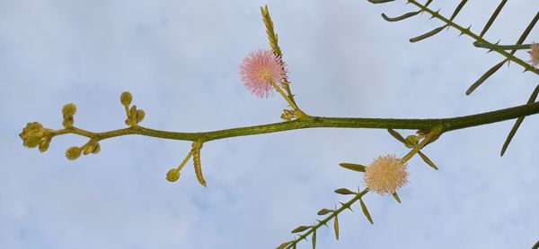 Low angle view of flowering plant against sky