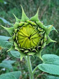 Close-up of green plant