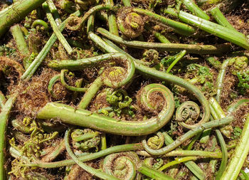 High angle view of fresh green plants on field