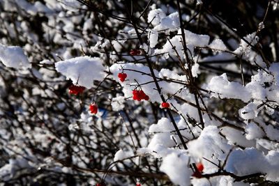 Close-up of frozen tree