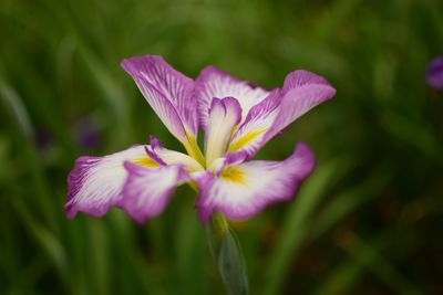 Close-up of pink flower