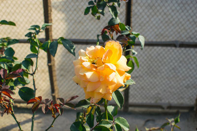 Close-up of yellow flowering plant