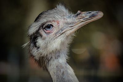 Close-up of ostrich