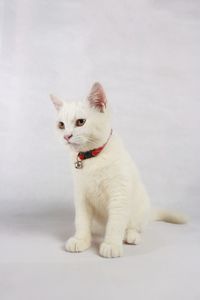 Cat looking away while sitting on white background