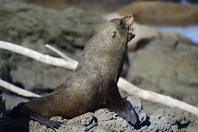 High angle view of sea lion on rock