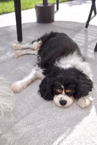 Close-up of dog cooking down on cement floor