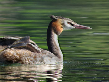 Close-up of grebe swimming in lake
