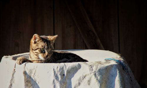 Close-up of a cat resting