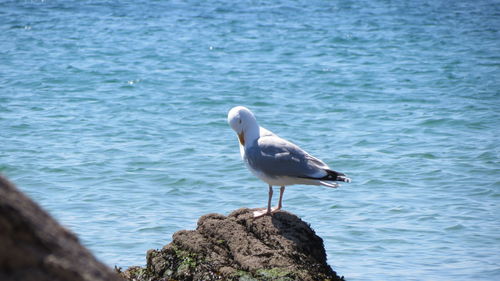 Close-up of bird perching on sea