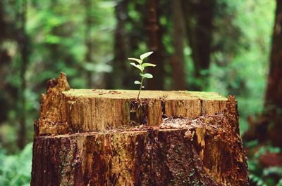 Close-up of cut tree trunk