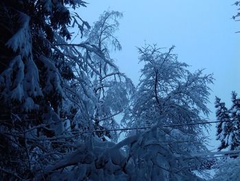 Trees on snow covered landscape