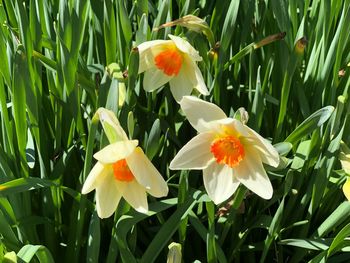 Close-up of yellow daffodil flowers on field