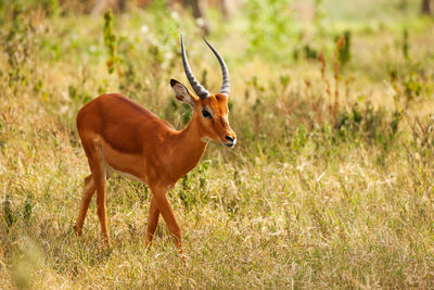 Deer standing on field