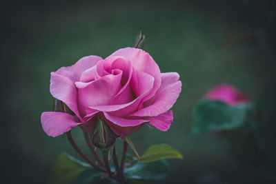 Close-up of pink rose