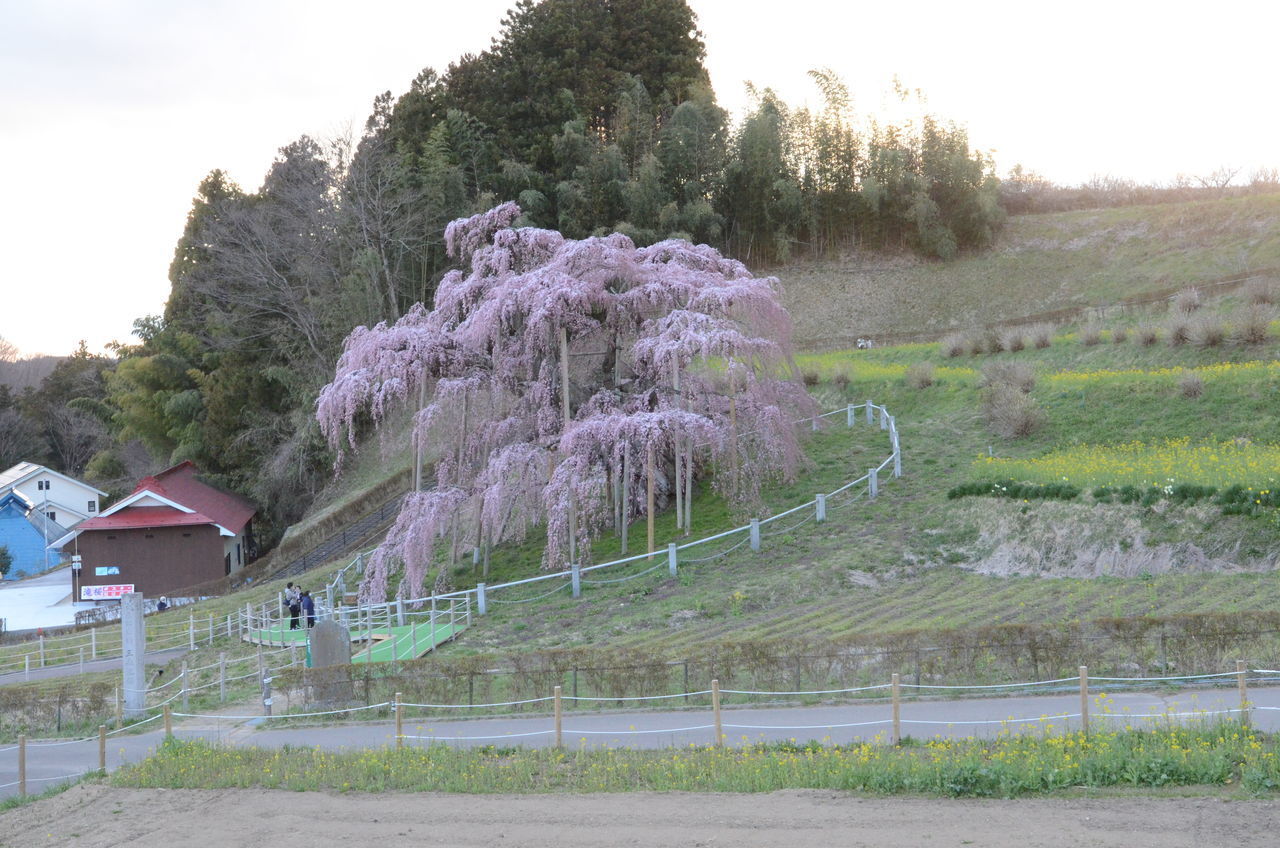 FLOWERS GROWING ON FIELD AGAINST SKY