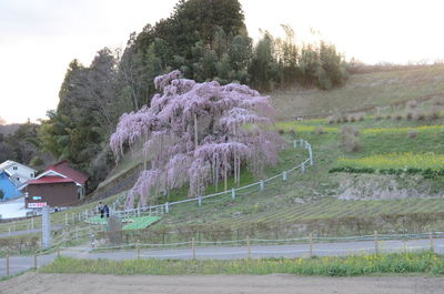 Trees growing on field against sky