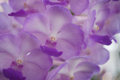 Close-up of purple flowering plant