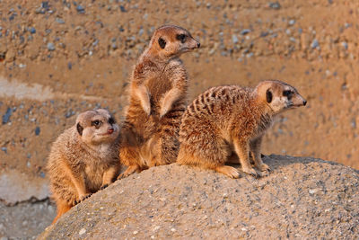 Meerkats on rock