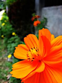 Close-up of yellow flower blooming outdoors