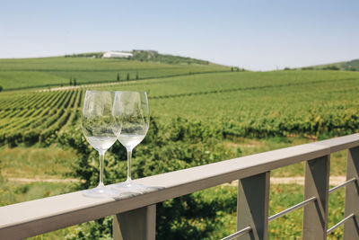 View of vineyard against clear sky