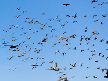 Low angle view of birds flying in the sky