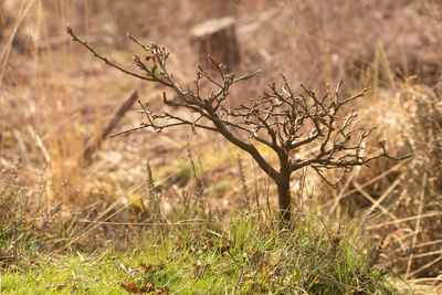 Bare tree in field