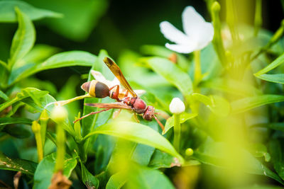 Close-up of insect on plant
