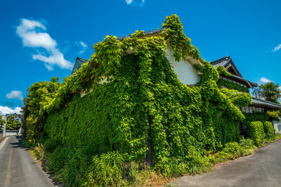 Low angle view of ivy covered abundant house against sky