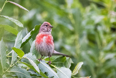 Close-up of a bird perching on plant