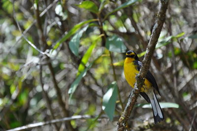 Close-up of bird perching on branch