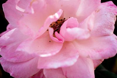 Close-up of insect on pink flower