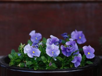 Close-up of purple flowers blooming outdoors