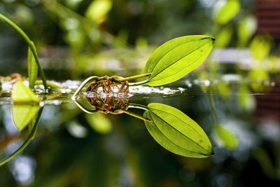 Close-up of insect on leaf