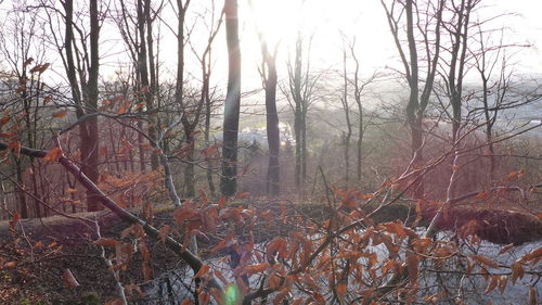 Bare trees in forest during winter