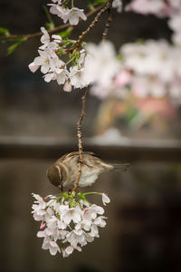 Little sparrow on a cherry tree