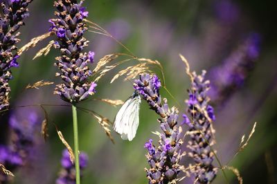 Close-up of butterfly on purple flowering plant