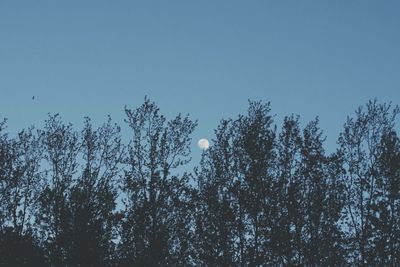 Low angle view of trees against clear blue sky