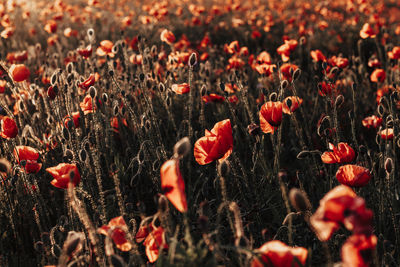 Field poppies