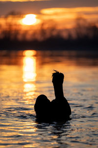 Silhouette woman swimming in lake during sunset