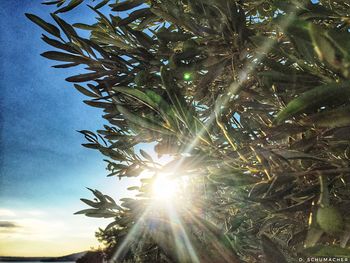 Sun shining through trees