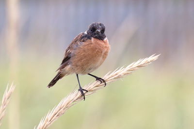 Close-up of stonechat perching on plant