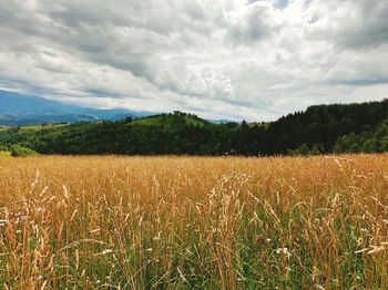 Scenic view of field against cloudy sky