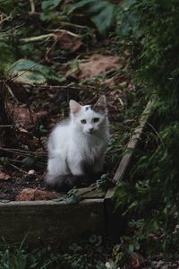 Cat sitting on field