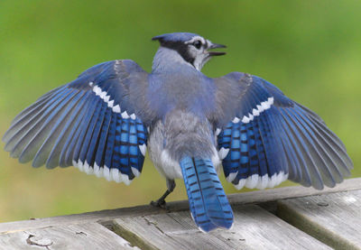 Close-up of bird perching on wood