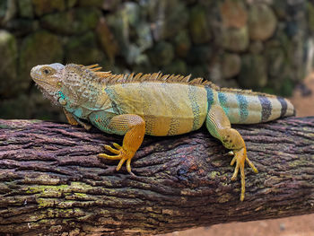 Close-up of iguana on tree trunk