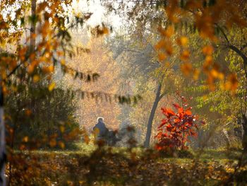 Trees in park