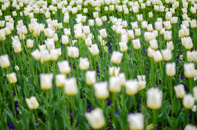 Close-up of white flowering plants on field